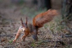 Eileen Jones-Startled Squirrel-Commended.jpg